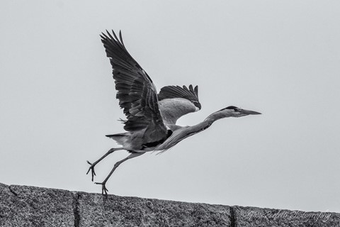 Photo by Gino Perfetti