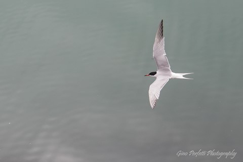 Photo by Gino Perfetti