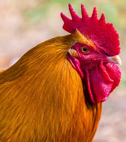 Photo by Mike Engles