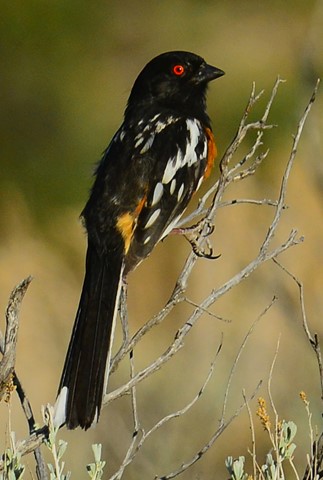 Photo by abiquiuense