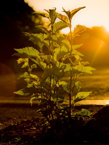 Photo by Mike Engles