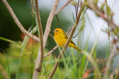 Photo by Elias Gimenes