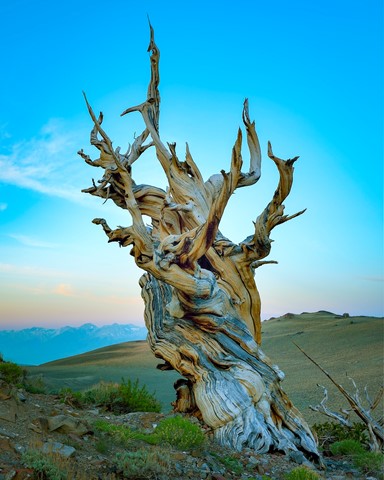 Photo by Bristlecone Pine