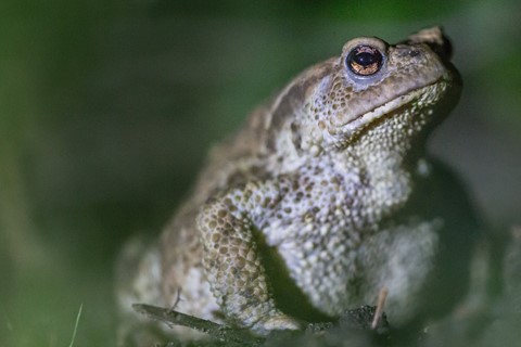 Photo by outer segment