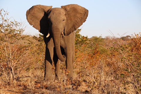 Photo by Nilesh Trivedi