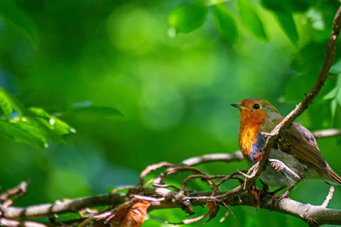 Photo by PhilRogersPhoto