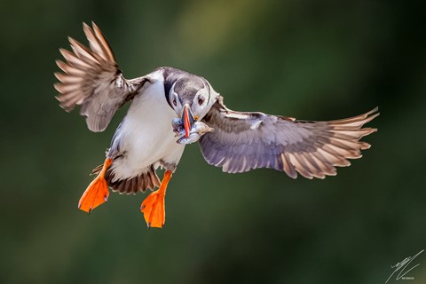 Photo by Atomicunderware