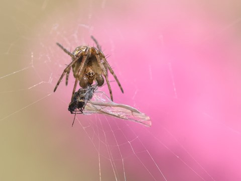 Photo by Dinner's time