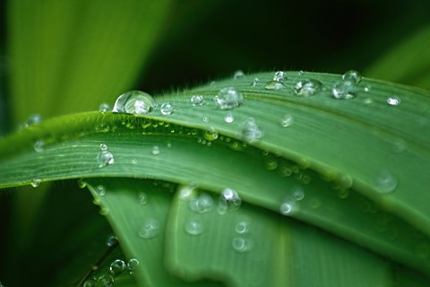 Photo by Leaves and Drops