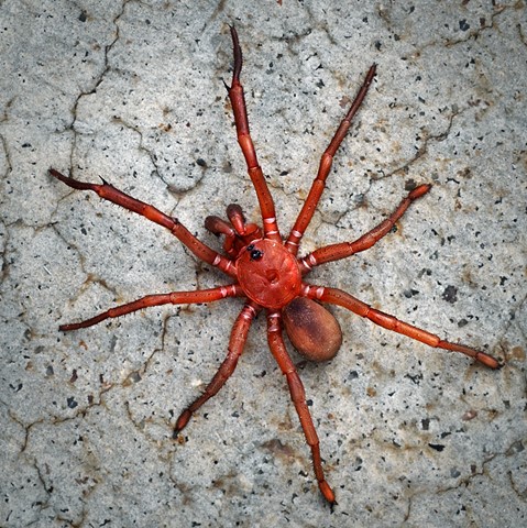 Photo by George Veltchev