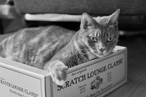 Photo by BrentSchumer