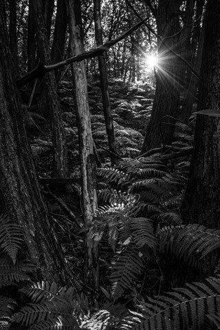 Photo by Montmorency Forest - France