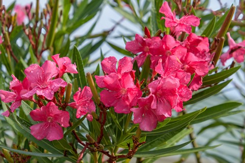 Photo by Sagittarius