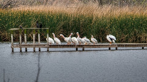 Photo by DaveInHouston