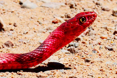 Photo by abiquiuense