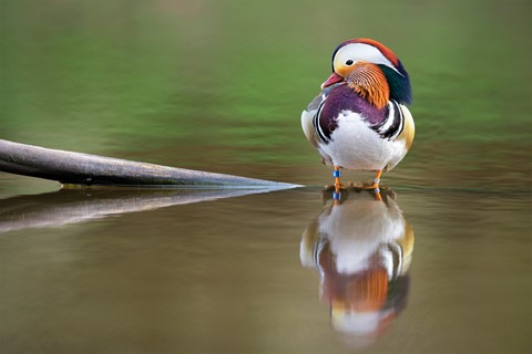 Photo by Jaaphotographer