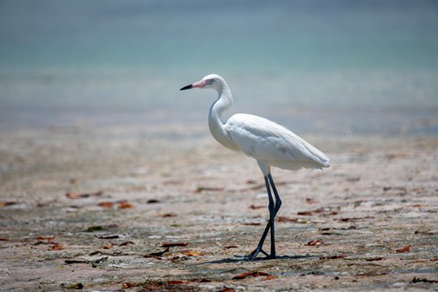 Photo by Reddish Egret on Holbox Island