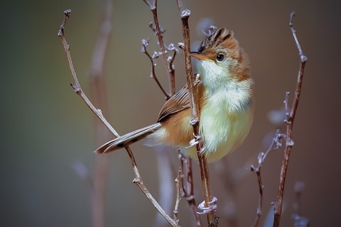 Photo by Frank Gleeson