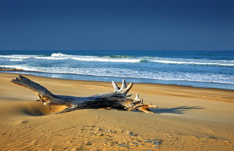 Photo by George Veltchev