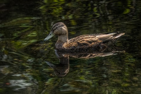 Photo by Domenick Creaco