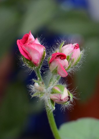 Photo by Florencia Monti