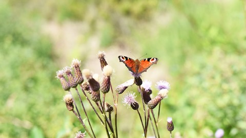 Photo by sameerdeshpande