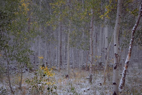 Photo by Richard Carande