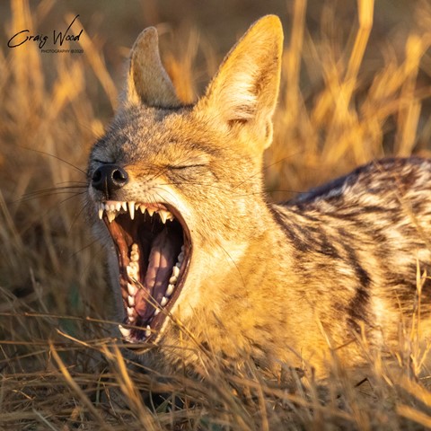 Photo by Craig Wood Photography