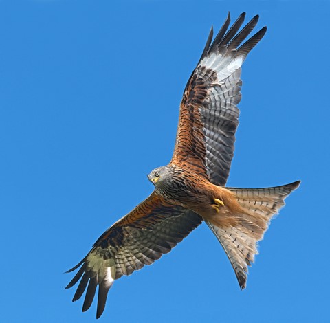Photo by Red Kite. Blue Sky