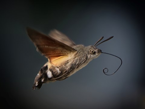 Photo by Trevor Carpenter