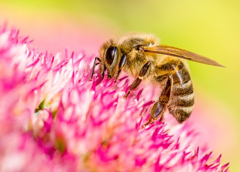 Photo by Mike Engles