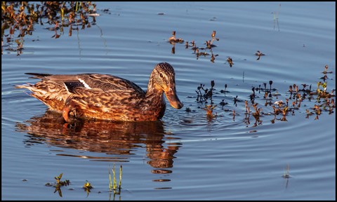 Photo by landscaper1