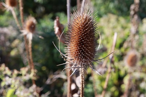 Photo by cheenachatze