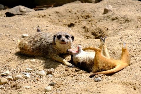 Photo by Przemyslaw II