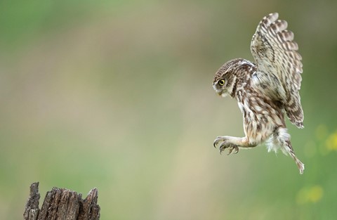 Photo by I am Legend