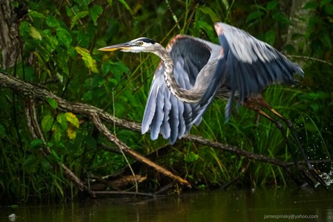 Photo by jamespinsky