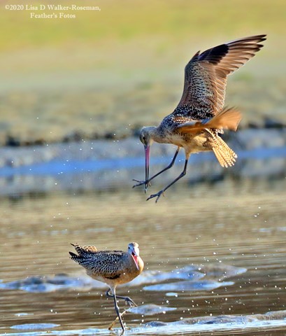 Photo by FeatherBirdLady