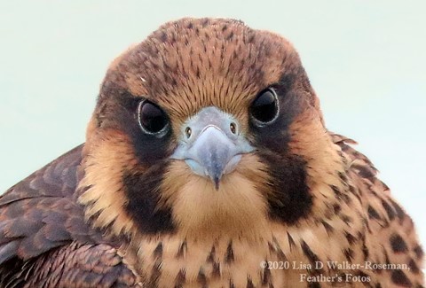 Photo by FeatherBirdLady