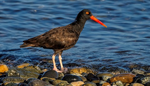 Photo by Oyster picker