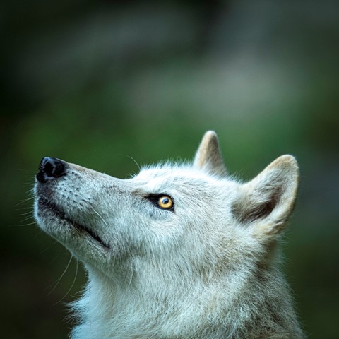 Photo by Marianne_Barnett