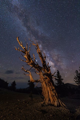 Photo by Milky Way Over Bristlecone Pine