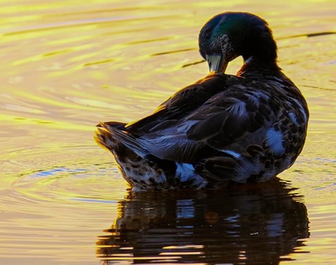 Photo by jamespinsky