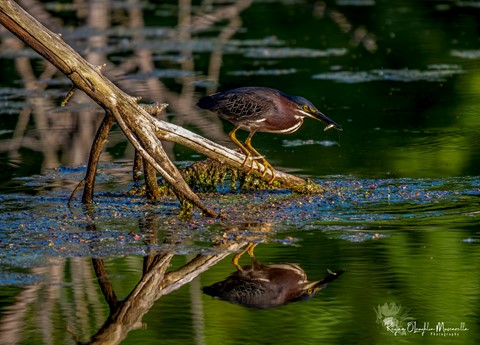 Photo by ROMuscarella