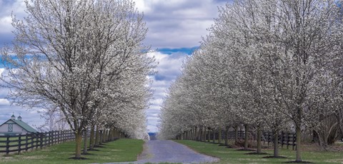 Photo by tree lined road