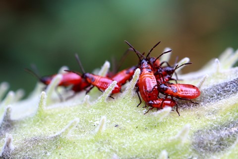 Photo by cheenachatze