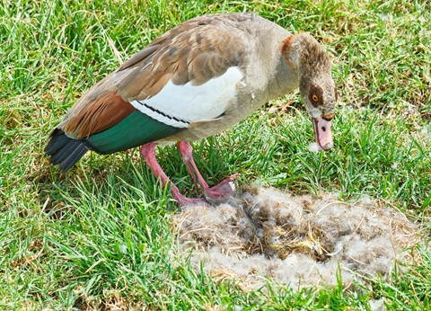 Photo by Nigelpitt13