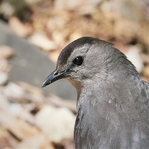 Photo by Gray Catbird