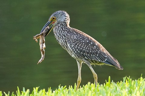 Photo by sergiodaguru