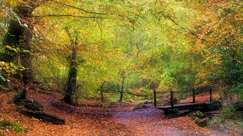 Photo by Shamley Green