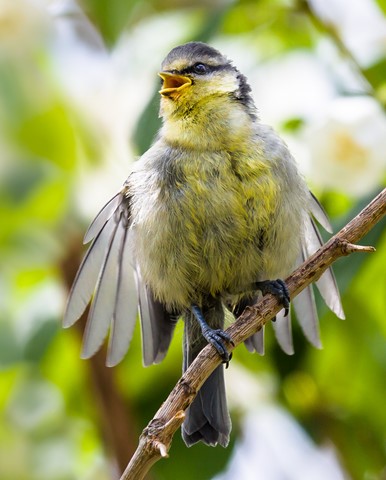 Photo by Mike Engles